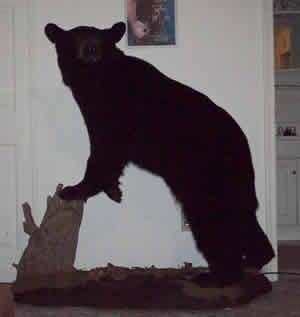 Bradford county bear